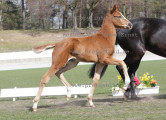 Foto-Archiv
