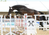 Foto-Archiv