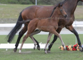Foto-Archiv