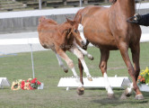 Foto-Archiv