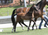 Foto-Archiv