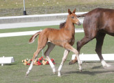 Foto-Archiv