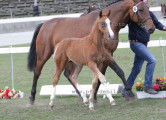 Foto-Archiv