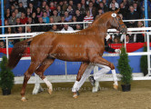 Foto-Archiv