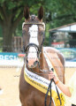 Foto-Archiv