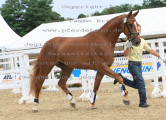 Foto-Archiv