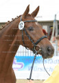 Foto-Archiv