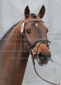 Foto-Archiv