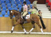 Foto-Archiv