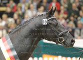 Foto-Archiv