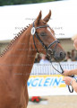 Foto-Archiv