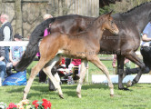 Foto-Archiv