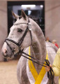 Foto-Archiv