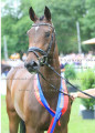 Foto-Archiv