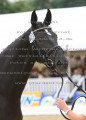 Foto-Archiv