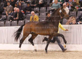 Foto-Archiv