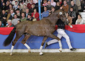 Foto-Archiv