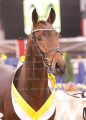 Foto-Archiv