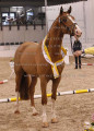 Foto-Archiv