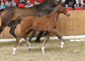 Foto-Archiv