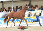 Foto-Archiv