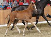 Foto-Archiv