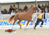 Foto-Archiv