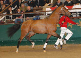 Foto-Archiv