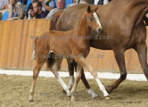 Foto-Archiv