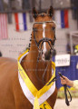 Foto-Archiv