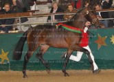 Foto-Archiv