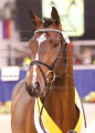 Foto-Archiv