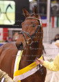 Foto-Archiv