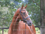 Equestrian photography