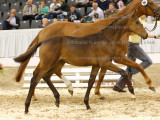Pferdefotografie